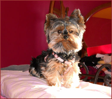 Sophie, dog