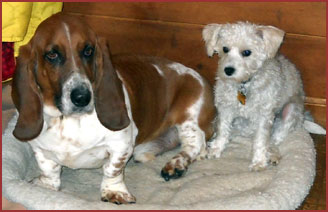 Snoopy, Basset Hound, and Teddy, puppy