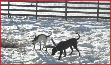 Hugo and Valentine, dogs in the snow
