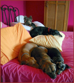 Dogs on a bed