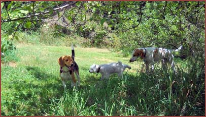 three dogs in shade: Lucy, Teddy, Petie