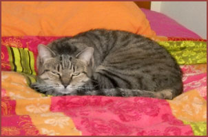 Annie, tiger cat sleeping on bed