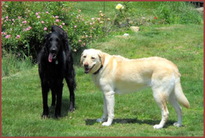 black and yellow dogs Rasta and Betty by pink roses