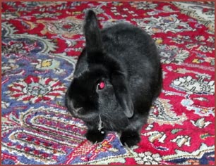 black bunny Flop on carpet