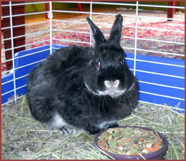 black bunny Flip has a snack