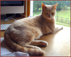 Chewey, orange tiger cat on desk