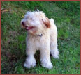 fluffy white dog Harley on grass