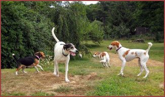 group of hounds at play - Lucy, Ace, Nala, Petie