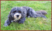 Grey dog Bailey on grass