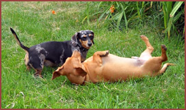 Joby and Queenie, dachshunds