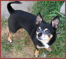 Rex the mighty chihuahua