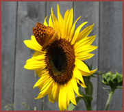 sunflower with butterfly