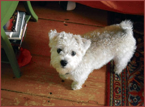Teddy, white poodle in bedroom