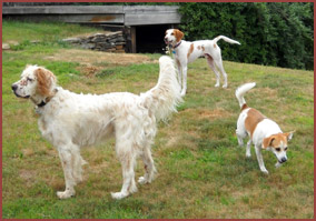 three white and tan dogs - Teddy, Petie, Nala