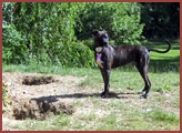 black dog beside dog Roxie holes she dug