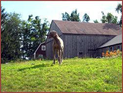 Hartzel weimaraner on hill