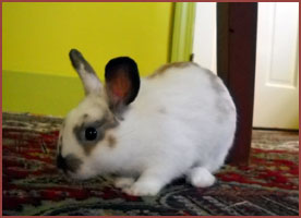 white bunny Cinnamon exploring house