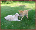 two dogs at play - Duncan and Beckett
