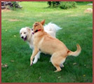 two dogs at play - Duncan and Beckett