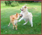 two dogs at play - Duncan and Beckett