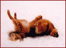 Dog belly up in the snow