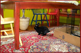 Dora, the explorer bunny