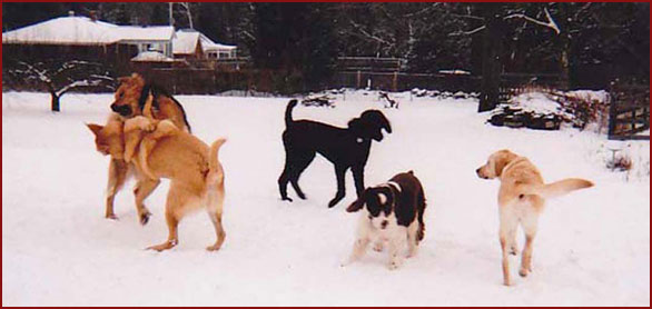 Group of dogs playing in the snow