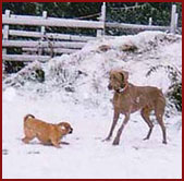 Honey and Hartzel, dogs in the snow