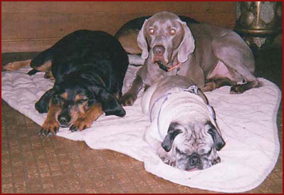 Billy, Hartzel the Weimaraner, Bassie the Pug, and Duke, dogs