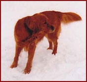 Red dog in the snow