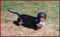 Rocky, dachshund
