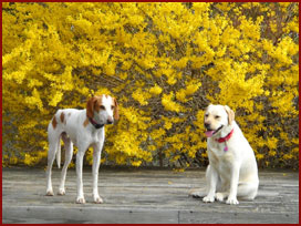 2 dogs Petie and Sandy