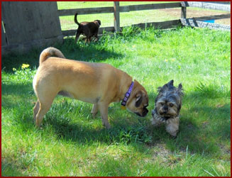 dogs Honey, Sofie, Sofie