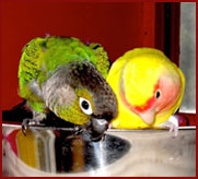birds