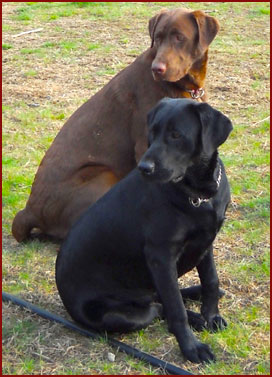 dogs Frankie and Bean