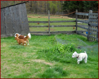 dogs Joby, Preston, Teddy