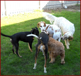 dogs Turkey, Petie, Teddy, Chester, Daisy