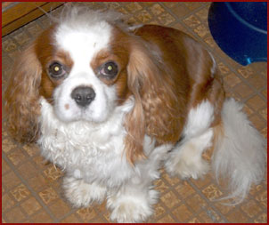 dog Preston