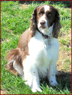 dog Roxy