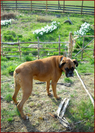 dog Sofie