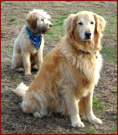 dogs Harley, Chance