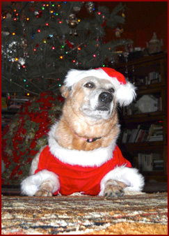 Dog Dahlin wearing Santa suit by Christmas tree
