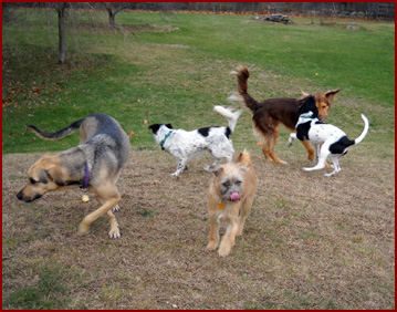 Five dogs enjoying a romp