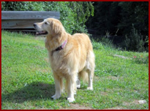 Dog Golden Retriever Chance