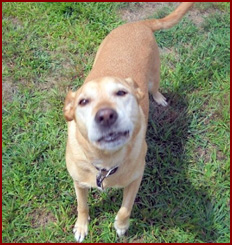 Dog Gracie