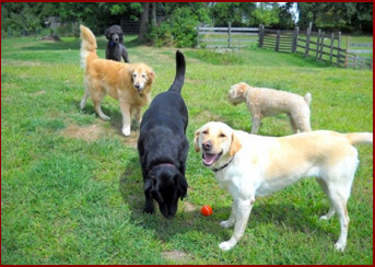 Dogs on lawn playing fetch: Max, Maggie, Roland, Chance, Jasper