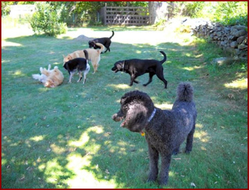 Six dogs at play: Jasper, Maggie, Shadow, Chance, Beckett, and Kody