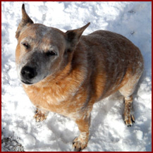 Dog Dahlin