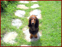 Nigel, long-haired dachshund on stepping stones