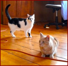 Cats Rocky and Chewey